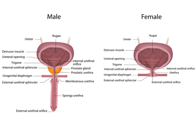 Understanding Male vs. Female Urological Health